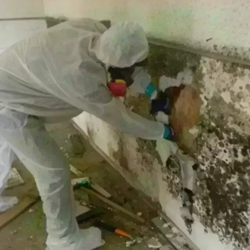 Mold Remediation and Removal in Sanibel, FL